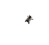Fly